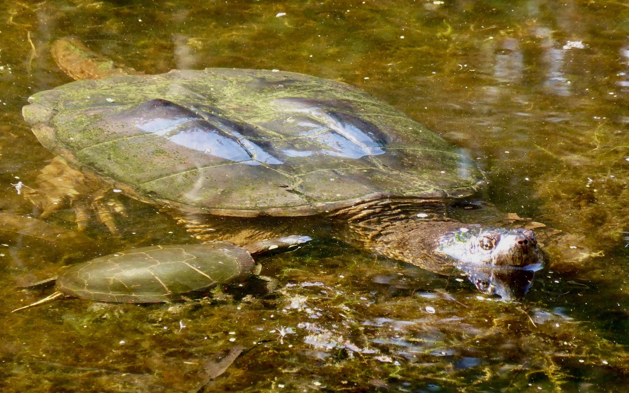 T is for Turtles #AtoZChallenge – THE WIDOW BADASS BLOG