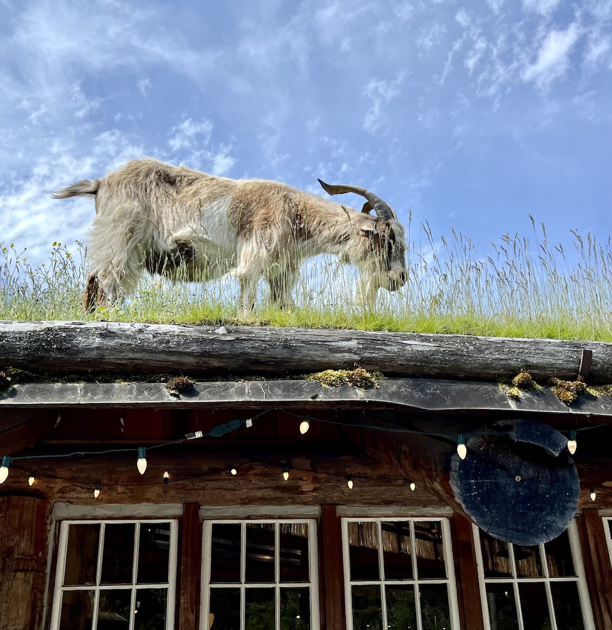 goat on the roof THE WIDOW BADASS BLOG