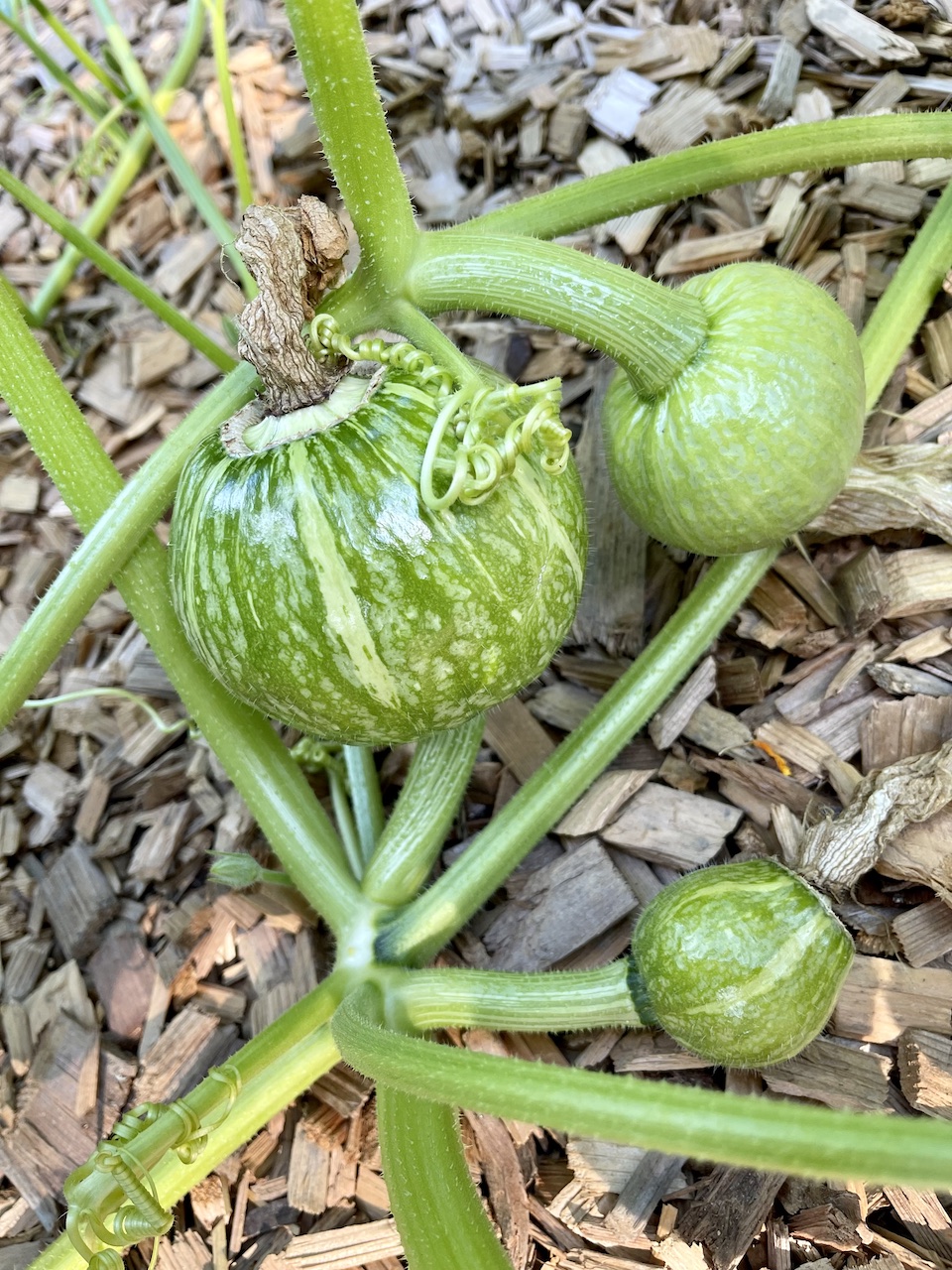 kabocha-squash-the-widow-badass-blog